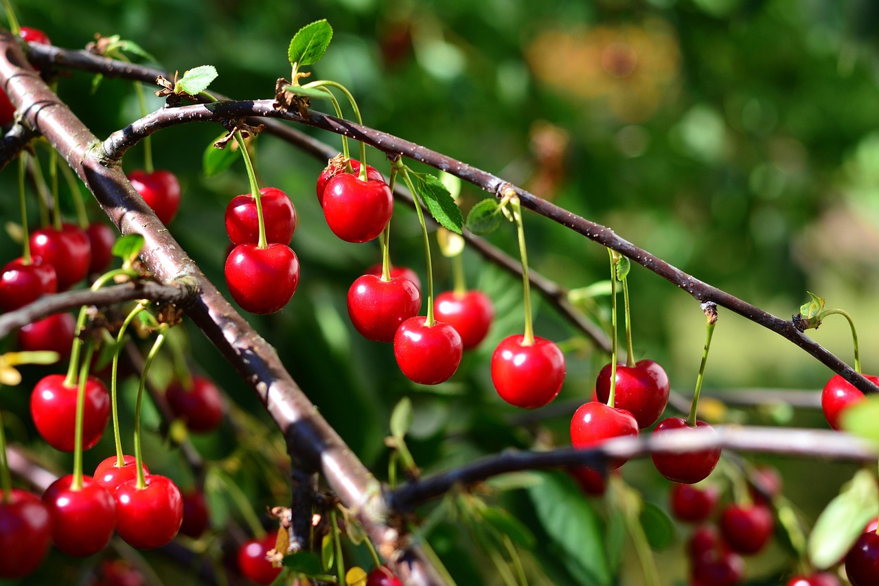 congerdesign cherries 3511927 1280